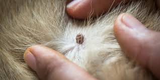 Image result for Tick Paralysis