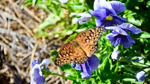 Michael catron, president/owner of southern native nursery, is the past president of the loxahatchee area nurserymen's association. How To Make A Butterfly Garden