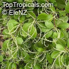 Image result for Terminalia mollis