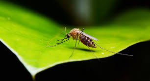 Maybe you would like to learn more about one of these? Ces Plantes Qui Font Fuir Les Moustiques Le Mag De Flora