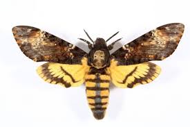 The performance by anthony hopkins as hannibal lechter is one of the all time greatest, and will hook you in even with his limited screen time. Sir Anthony Hopkins Won The Oscar For Role Of Psychopath Hannibal Lecter With Only 16 Minutes Of Screen Time And An Unblinking Stare