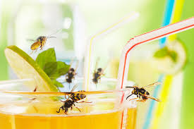 Service Hausmittel Bienenstiche Initiative Insektengift