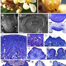 Image result for Acridocarpus chloropterus