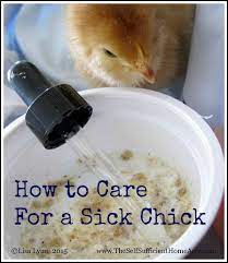 Pin On Chickens
