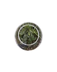 Shop cactus home's accents at up to 70% off! Terrariums Gardens Under Glass By Maria Colletti By Quarto Publishing Group Uk Issuu