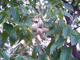 Is Growing Butternuts Possible Information About White Walnut Trees Edible Garden Survival Gardening Walnut Tree
