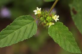 Image result for Melochia corchorifolia