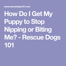 Yelp and stop play in response to moderately hard bites. How Do I Get My Puppy To Stop Nipping Or Biting Me Rescue Dogs 101 Puppytrainingnipping Dog Biting Training Stop Puppy From Biting Puppy Biting