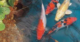 A koi pond is a pond which has been designed and built specifically to keep these colorful carp. Koi Ponds Water Gardens Preparing Ponds For Fish Keeping Success