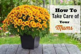 For optimal blooming, the plants should be fertilized regularly throughout the growing season. How To Take Care Of Your Mums Indoors And Out