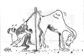 Spana helps thousands of camels each year through our work in jordan , tunisia and india. Pin On Object Lesson