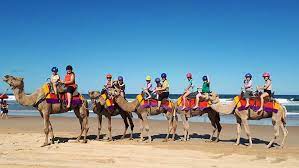 Tümü (4529) resimler (4513) videolar (16) turistik yerler (917) restoranlar / yiyecek (25) görünümler (141) oteller (17) merkezi noktalar (89) spor etkinlikleri. Where To Go Camel Riding In Nsw Ellaslist