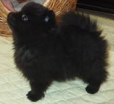 Black And Brown Pomeranian Puppies For Sale Black Pomeranian Puppy For Sale Zoe Fans Blog Black Pomeranian Puppies Pomeranian Puppy For Sale