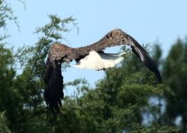 PHOTOS: Wildlife Center of Virginia releases bald eagle back into the wild 