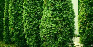 These can to be found at your higher end garden or landscape center. White Cedar Hedging