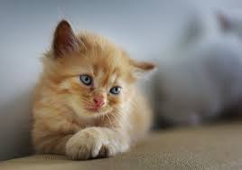 This recipe contains 3 simple ingredients found in almost every home, and requires only a minimal amount of prep work. Paws And Spas How To Apply Coconut Oil To Cats Skin Cat Checkup