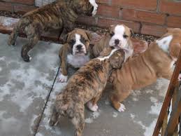 0:54 steve popik 2 417 просмотров. Mollett Victorian Bulldog Puppies Bridgwater Somerset Pets4homes