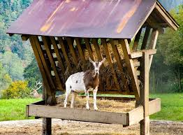 Cabbage can be a part of the rabbit's daily vegetable intake, but it should not be the only vegetable your rabbit eats. Goats Feed List What Do Goats Eats And Don T Eat Farming Method