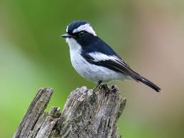 Image result for Peddiea fischeri