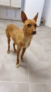 Nun sucht der welpe ein neues zuhause. Welpen Junghunde Weiblich Hund Sucht Mensch Hund Tiervermittlung Tiere Suchen Ein Zuhause Tier Aus Dem Ausland