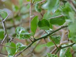 Image result for Balanites maughamii