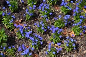 Image result for Lobelia mildbraedii