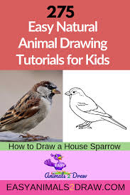 Pin By Easy Animals 2 Draw With Pat On Art Project Easy Animal Drawings Drawing Birds Easy House Sparrow