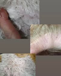 Image result for what do lice look like in dog fur