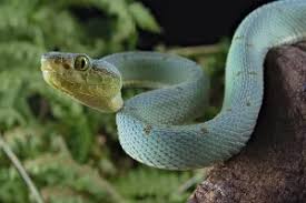 Image result for Bothrops punctatus