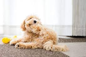 Favorite this post jun 29. Maltipoo Puppies For Sale In Texas Craigslist
