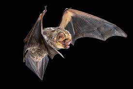 Image result for Rhynchotropis