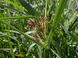 Image result for Cyperus longus