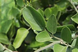Image result for Jasminum fluminense
