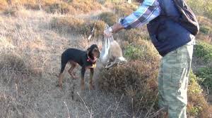 2012 2013 Kopay Ile Tavsan Avi Bandirma Hd Rabbit Hunting Bandirma Balikesir In Turkey Youtube