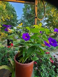 Image result for Thunbergia battiscombei