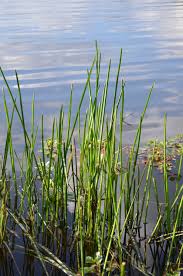 Image result for Eleocharis decoriglumis