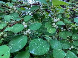 Image result for Flueggea