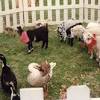 Welcome to enchanted animal parties! 1