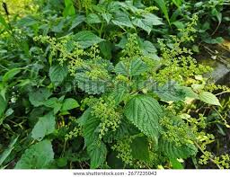 Image result for Laportea alatipes