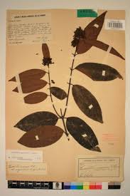 Image result for Landolphia owariensis