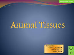 What is a function of epithelial tissue? Ppt Animal Tissues Powerpoint Presentation Free Download Id 4240608