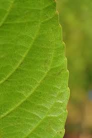 Image result for Homalium