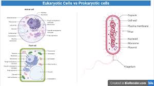 Examples of the prokaryotic cell are bacteria and archaea etc. Prokaryotic Cell Vs Eukaryotic Cell Microbe Online