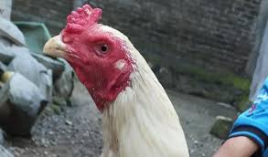 Selain membuat ayam aduan jadi lebih segar, ternyata memandikan ayam juga berfungsi membentuk otot ayam. Waktu Yang Tepat Memberi Pakan Ayam Bangkok Supaya Peternak Untung Banyak Klikpositif Com Media Generasi Positif