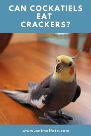Just don't let her get into them again. Can Cockatiels Eat Crackers Way Too Salty Animalfate