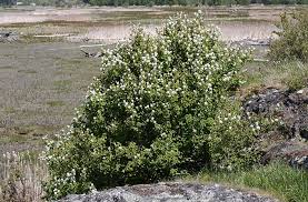 Image result for Amelanchier alnifolia