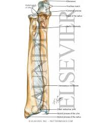 The forearm bones consist of the radius and ulna. Bones Of The Forearm