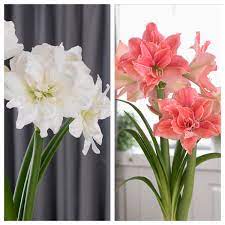 Amaryllis With A Difference Unusual Colors And Flower Styles Longfield Gardens