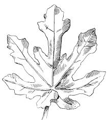 Check spelling or type a new query. 9 Leaf Clipart Black And White Leaves The Graphics Fairy