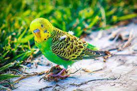 تصوير طائر الببغاء الصغير جميل جدا parrot photoshop design bird